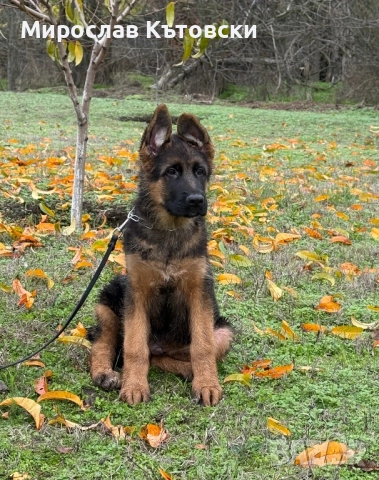 Елитни немски овчарки, снимка 4 - Немска овчарка - 51923395