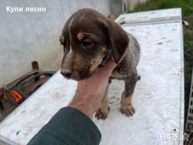 Кученца за трюфели , снимка 5 - Други - 51565937