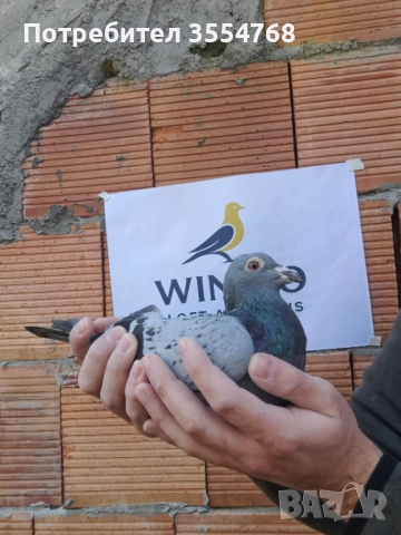 Продавам спортни гълъби , снимка 2 - Гълъби - 52929378