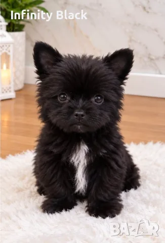 Йоркширски териер черно Black МИНИ
