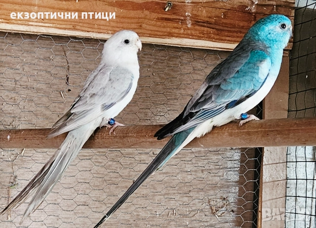 Продавам двойка Пойни 