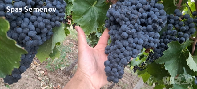 Грозде, снимка 1