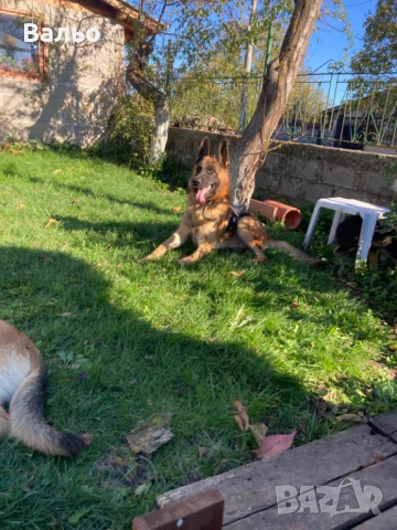 немска овчарка, снимка 4 - Немска овчарка - 52858509