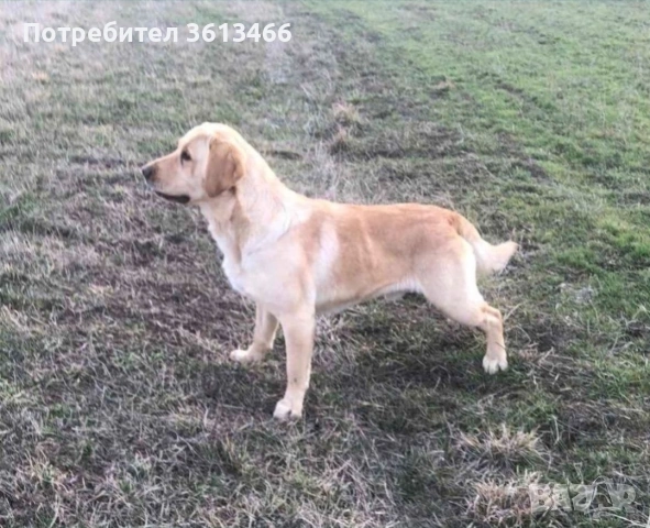 Лабрадор ретривър чистокръвни, снимка 9 - Лабрадор ретривър - 54225664