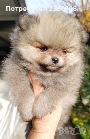 померан, мини померан , снимка 9 - Померан - 52628299