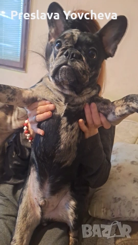 две момченца чистокръвни търсят своя дом мерлето е на 3 месца черното мерле е на 7 месца