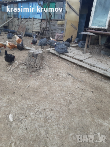 оплодени яйца от токачки , снимка 3 - За птици - 40391838