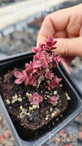 Седум Горски Пожар, Sedum SunSparkler Wildfire , снимка 8 - Градински цветя и растения - 49936159