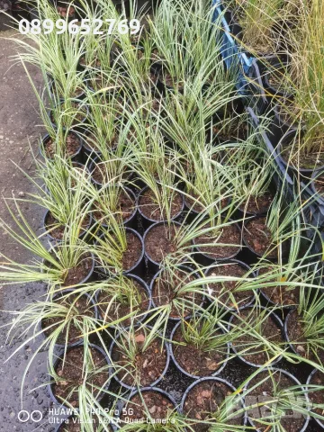 Carex oshimensis 'Evergold' (Карекс Евърголд) , снимка 2 - Градински цветя и растения - 56434743