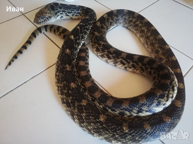 Змия смок Бул снейк Pituophis Catenifer