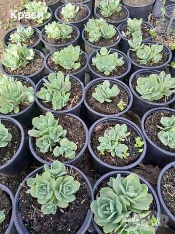Седум Дебела мара., снимка 3 - Градински цветя и растения - 54228384