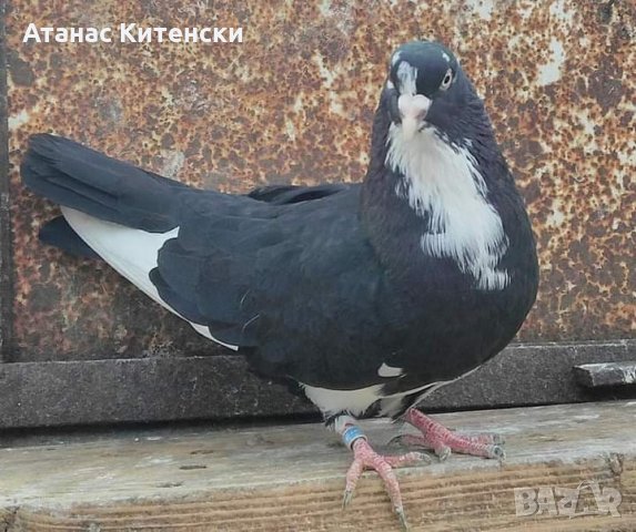 Пазарджишки  високолетачи , снимка 15 - Гълъби - 30874877