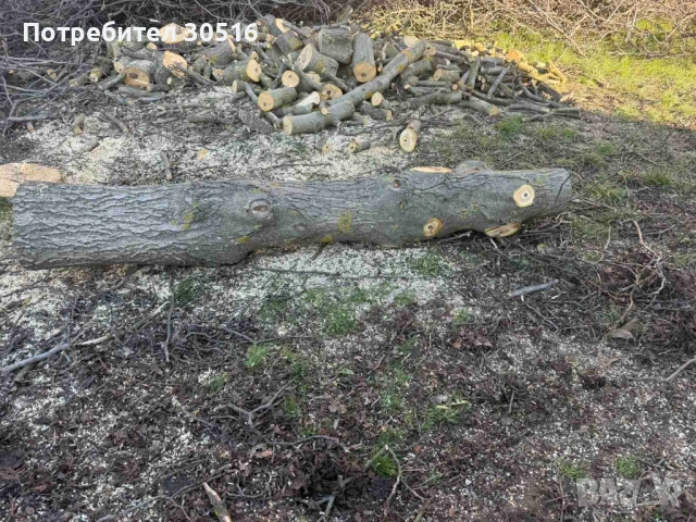 Орех, снимка 3 - Други - 54237186