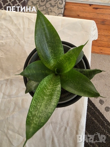 сансевиера , снимка 3 - Стайни растения - 52113436