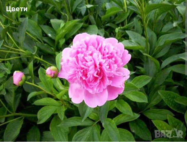 Продавам божур, снимка 3 - Градински цветя и растения - 54166995