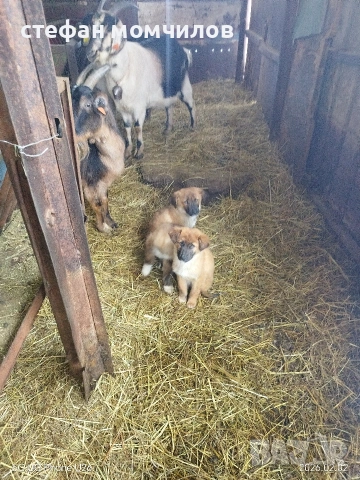 подарявам , снимка 7 - Други - 52606159