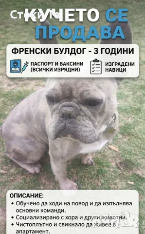 Френски булдог.