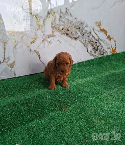  Той и мини пудели, снимка 7 - Пудели - 47042609