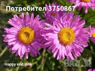 💜🩷💜 МНОГОГОДИШНА АЛПИЙСКА АСТРА
 /Aster alpinus/ 💜🩷💜