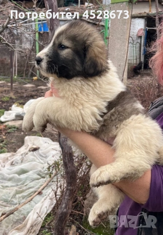 Продавам малки БОК, снимка 2 - Каракачанска овчарка - 53039372