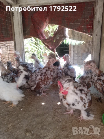 Бреговски джинки 2025, снимка 1