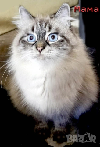 Сибирчета, сибирска котка, маскарадна, котенца, сибирско коте, хипоалергични , снимка 7 - Сибирски - 53899876