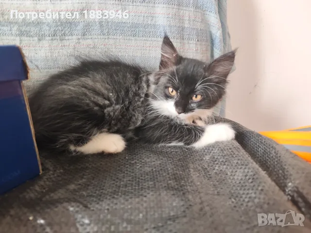 Подарявам малки котенца, снимка 2 - Други животни - 56462252