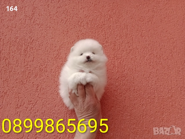 Померани. Реални снимки от 29.03.26 г. , снимка 3 - Померан - 53980464