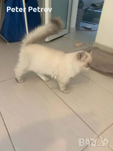 Шотлански котета, снимка 13 - Други - 56529363