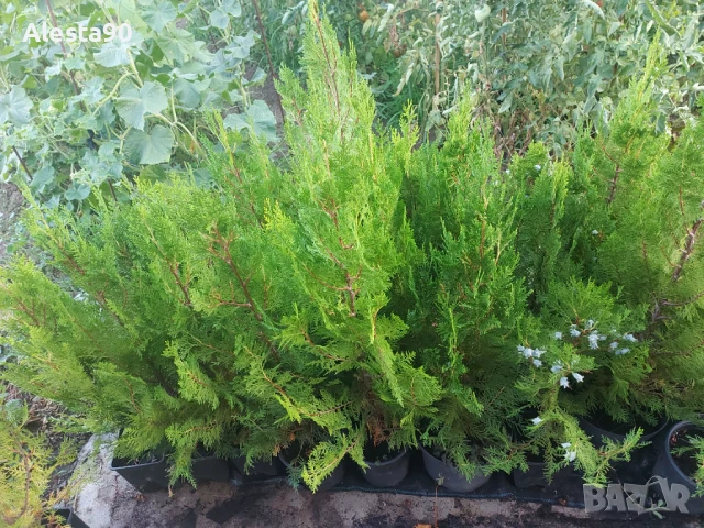 Източна туя (разсад), снимка 4 - Градински цветя и растения - 46921636