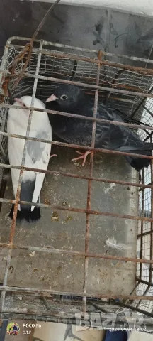 млади гълъби високолетачи