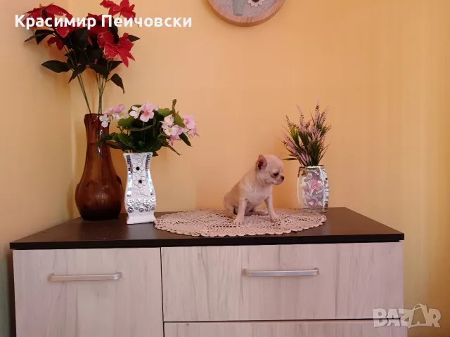 женско чихуахуа. , снимка 6 - Чихуахуа - 55766980