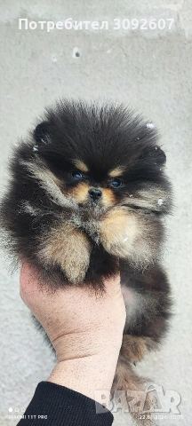 Померанче момче, снимка 7 - Померан - 53193377