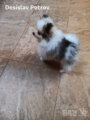 Мини шпиц померан момиче , снимка 2 - Други - 52659188