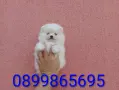 Померани. Мъжки и женски., снимка 10