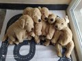Плюшени кученца IKEA, снимка 5