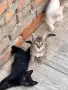 Подарявам котенца, снимка 2