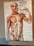 Anatomia Humana. Tomo 1 Generalidates Aparato Locomotor М. Prives, N. Lisenkov, V. Bushkovich, снимка 1 - Специализирана литература - 40370962