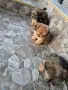 чистокръвни кралски пекинези, снимка 3