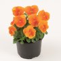 Viola sorbet Orange(Теменужка мини Оранжева), снимка 1 - Градински цветя и растения - 42271403