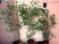 Цвете фикус-бенджамин -нови снимки, снимка 1 - Градински цветя и растения - 21457870