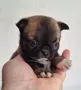 Момиченце мини чихуахуа, снимка 2
