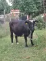 Продавам крави и кози, снимка 6