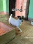 Продавам Джак Ръсел Териер, снимка 6