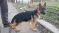 Развъдник”Georgiev Nouse”продава  чистокръвна немска овчарка женска на 6 месеца, снимка 4