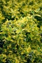 Евонимус Емералд Голд, Euonymus Emerald and Gold!!!, снимка 2