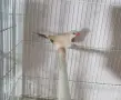Двойка Остроопашати , снимка 4