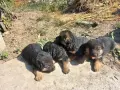 немски овчарки на 2 месеца, снимка 11