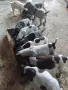 Малки курцхаарчета, снимка 8