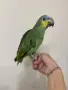 Ръчно хранена Венецуелска Амазна.., снимка 6